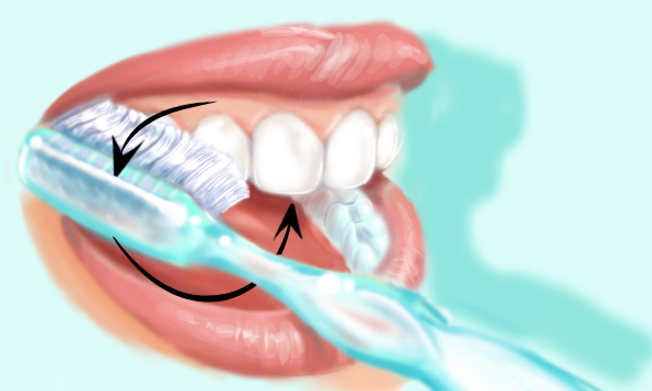Conseil brossage dents 3